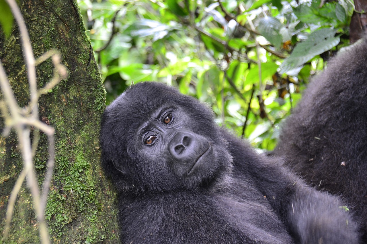 05 Days/04 nights in Uganda-Gorilla Trekking