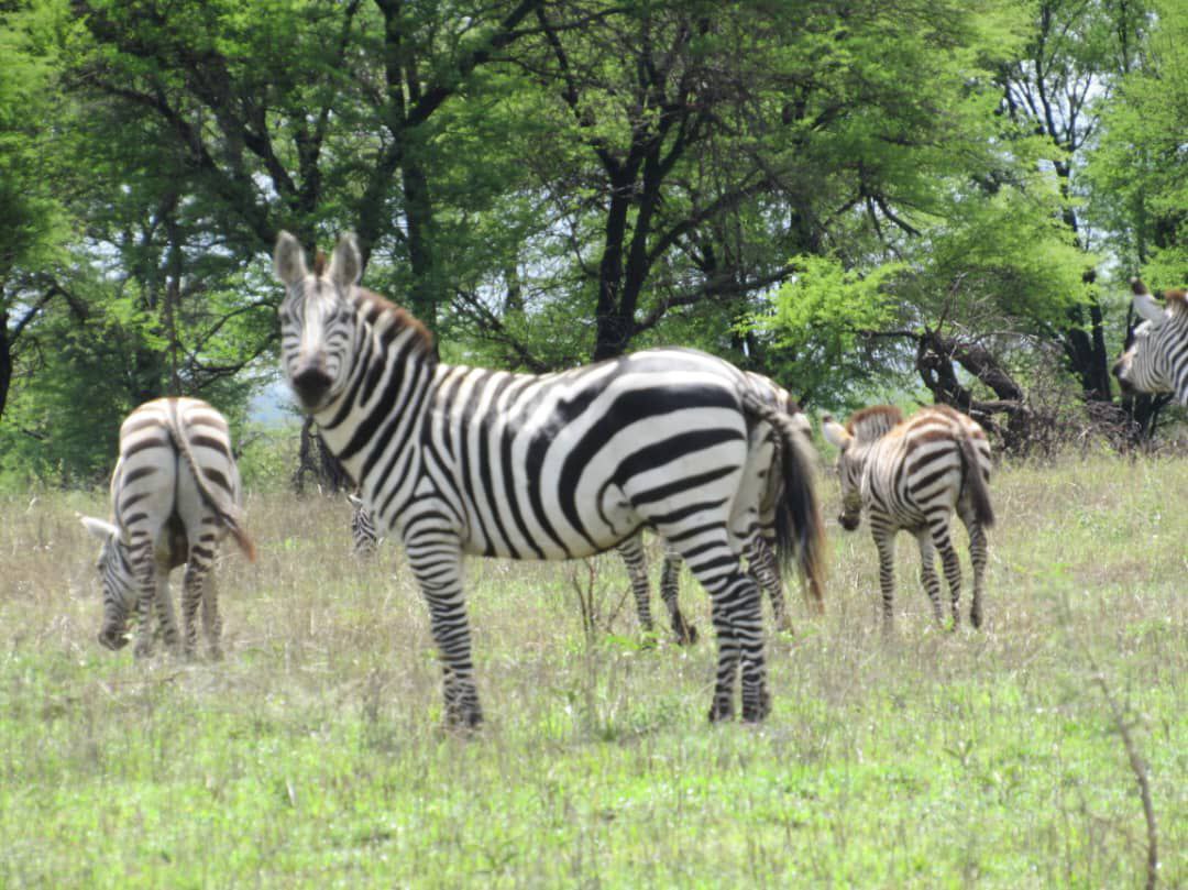 3 DAYS MASAI MARA SAFARI