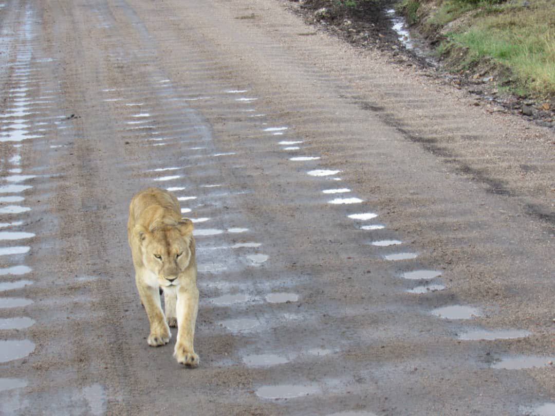 3 DAYS AMBOSELI SAFARI