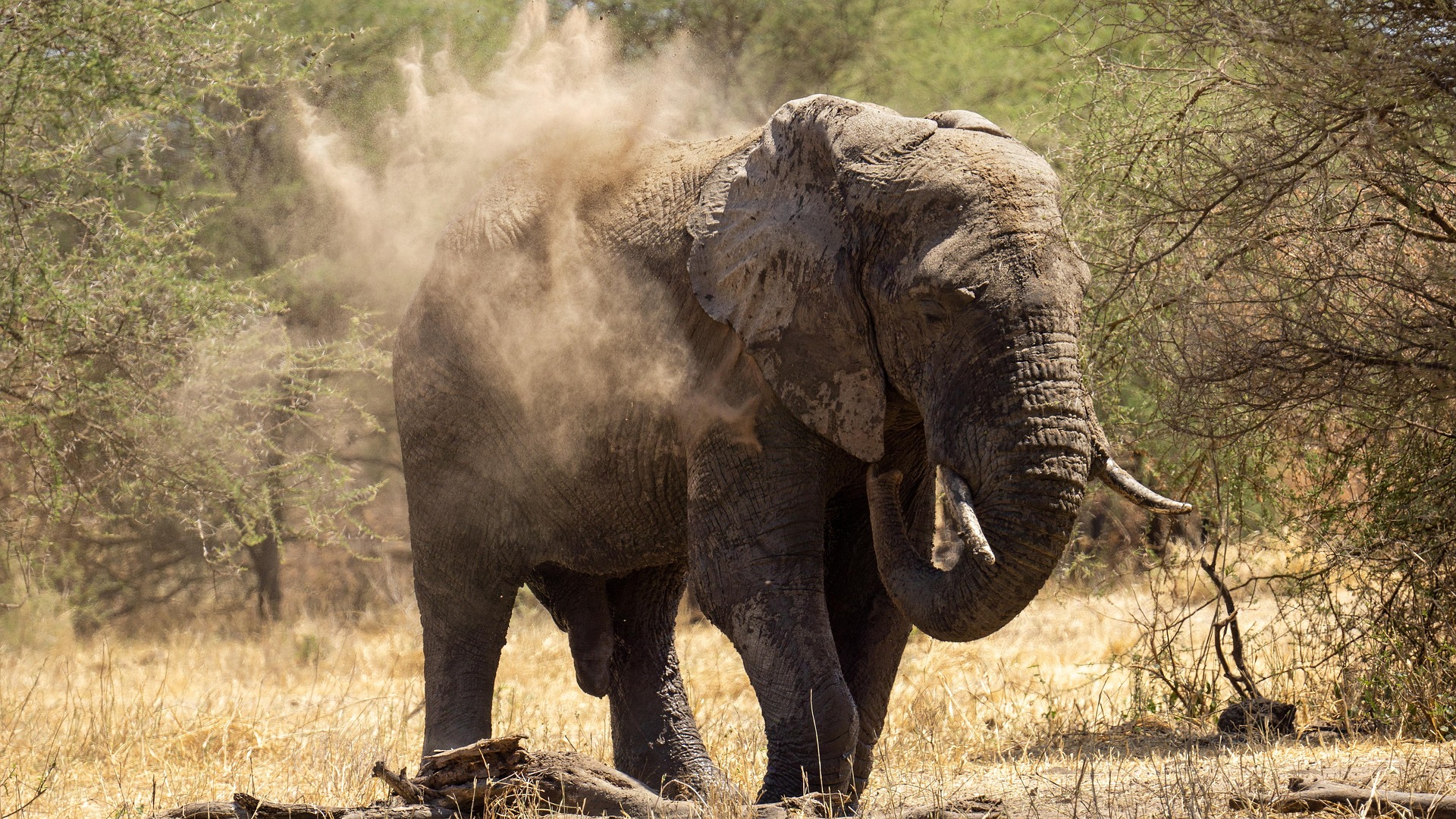 04 Days Serengeti Ngoro Ngoro